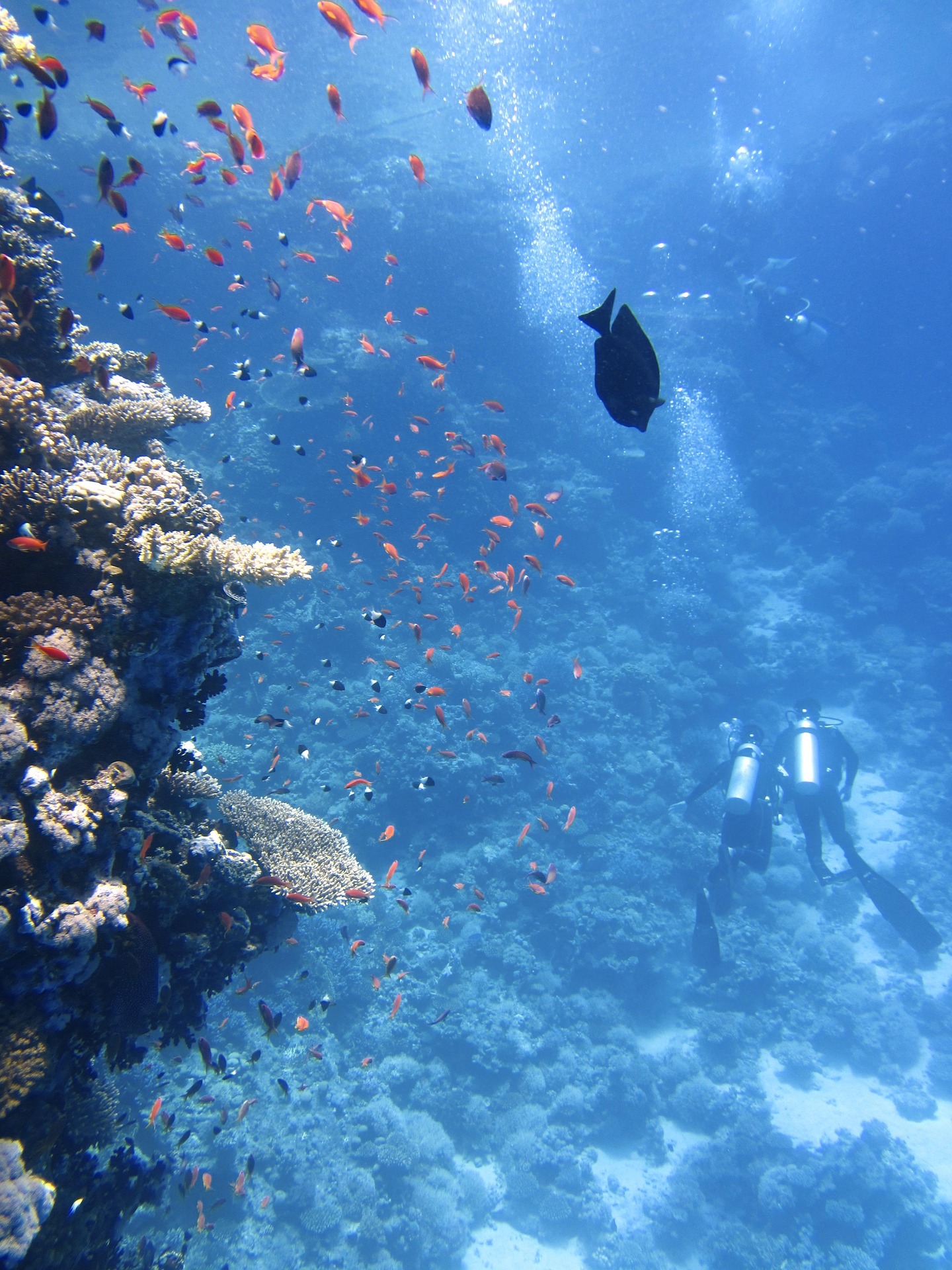 2 people swimming next to a coral